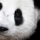 Our love for panda’s cute furry face has helped its population increase, but what about the rest of the world’s wildlife?